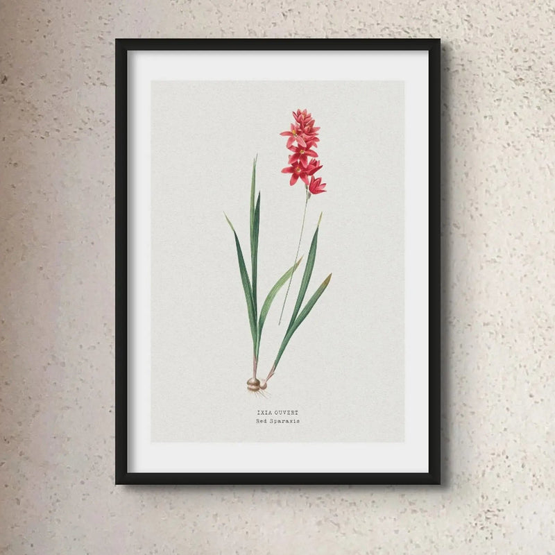 Red Ixia Floral Painting | Vintage Flower Print | Botanical Art - Unframed Wall Art