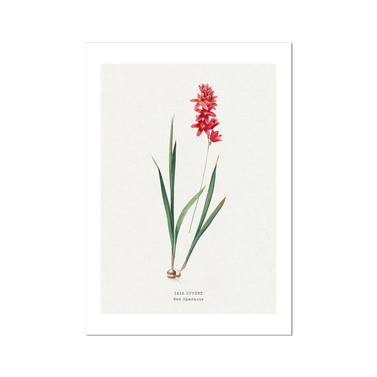 Red Ixia Floral Painting | Vintage Flower Print | Botanical Art - Unframed Wall Art