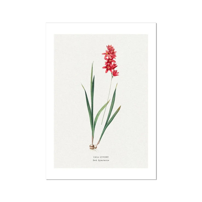 Red Ixia Floral Painting | Vintage Flower Print | Botanical Art - Unframed Wall Art