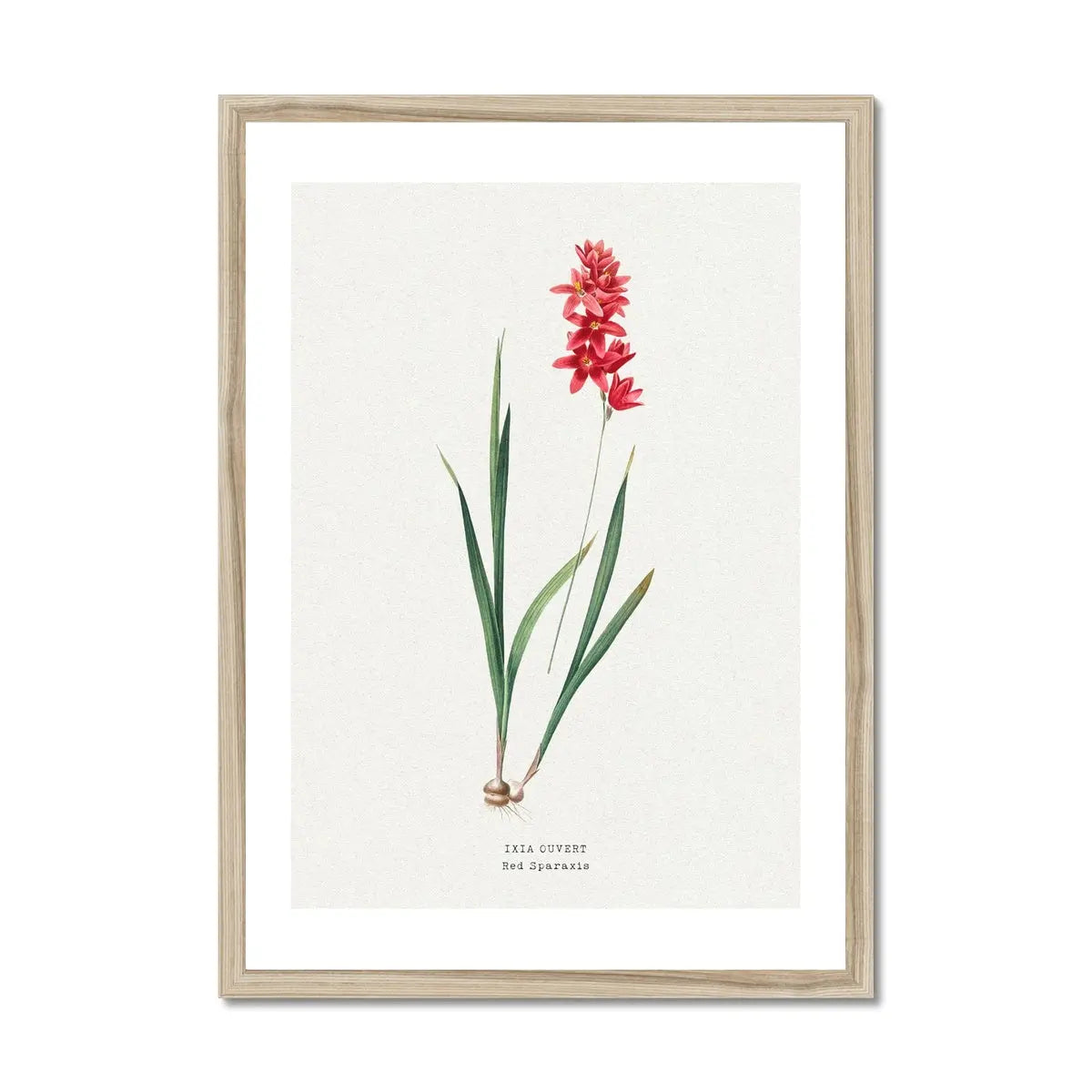 Red Ixia Flower Painting | Vintage Floral Print | Botanical Art - Framed Wall Art