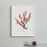 Watercolour Red Seaweed Print Wall Art (Papery Fan Weed) - Unframed