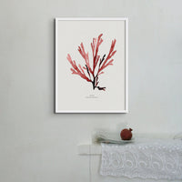 Watercolour Red Seaweed Print Wall Art (Papery Fan Weed) - Unframed