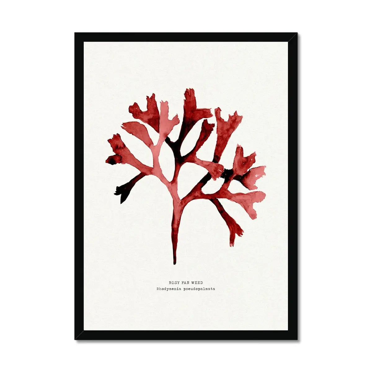 Watercolour Seaweed Print Wall Art (Rosy Fan Weed) - Framed Seaweed Painting in Red