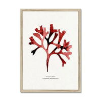 Watercolour Seaweed Print Wall Art (Rosy Fan Weed) - Framed Seaweed Painting in Red