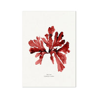 Watercolour Red Seaweed Print Wall Art (Sea Oak) - Unframed