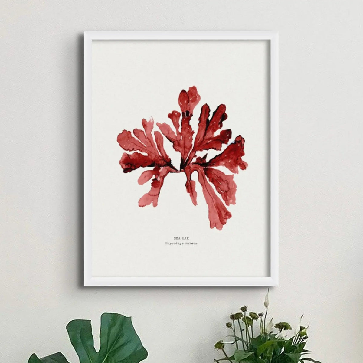 Watercolour Red Seaweed Print Wall Art (Sea Oak) - Unframed