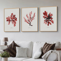 Watercolour Red Seaweed Print Wall Art (Sea Oak) - Unframed