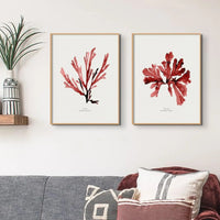 Watercolour Red Seaweed Print Wall Art (Sea Oak) - Unframed