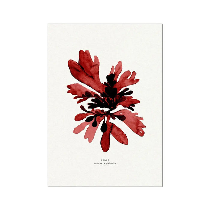 Painted Watercolour Seaweed Print Wall Art in red (Dulse) - Unframed