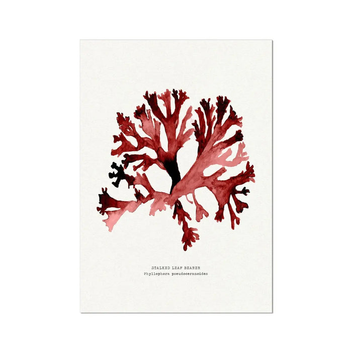 watercolour red seaweed painting of stalked leaf bearer seaweed