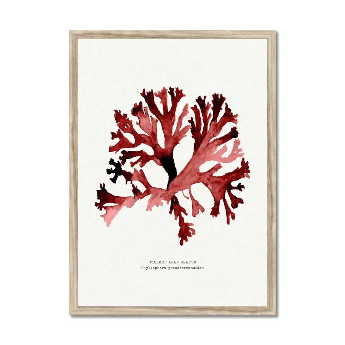 Watercolour Seaweed Print Wall Art (Stalked Leaf Bearer) - Framed