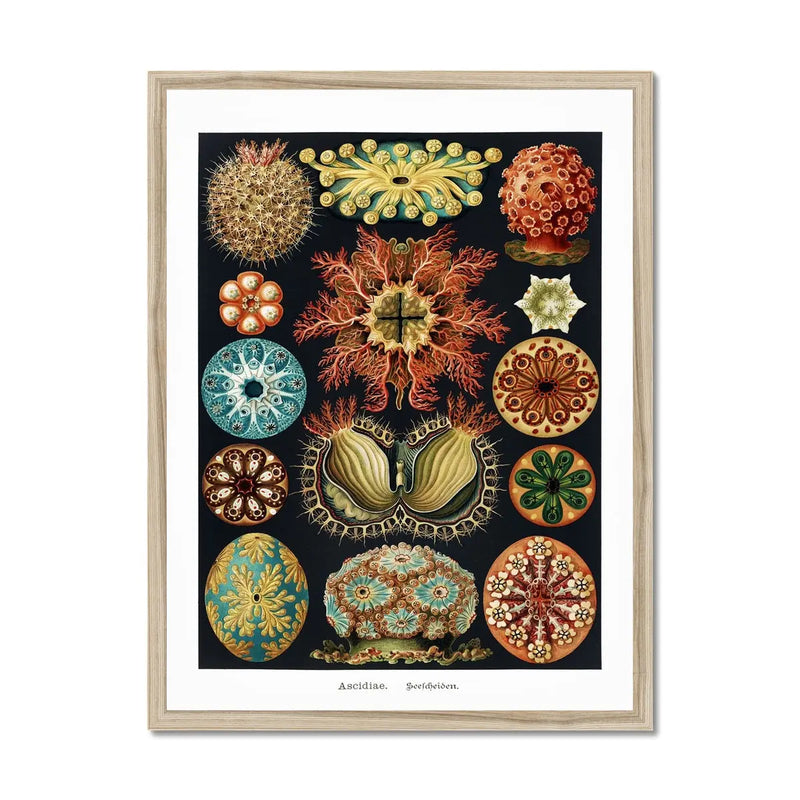 Sea Creatures (Black) - Framed Print Wall Art 45.00 Beach House Art