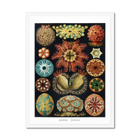 Sea Creatures (Black) - Framed Print Wall Art 45.00 Beach House Art