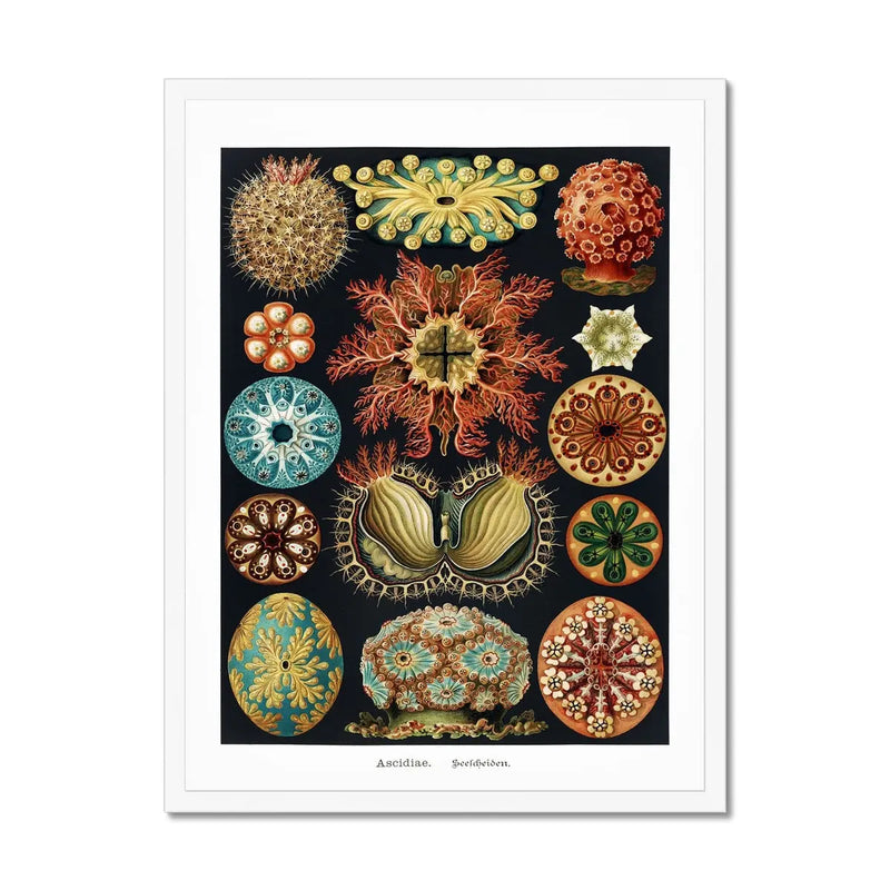 Sea Creatures (Black) - Framed Print Wall Art 45.00 Beach House Art