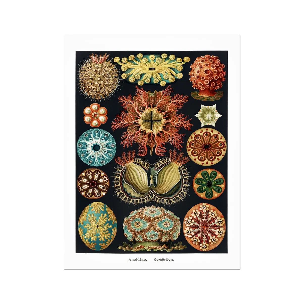 Sea Creatures (Black) - Unframed Print Wall Art 18.00 Beach House Art