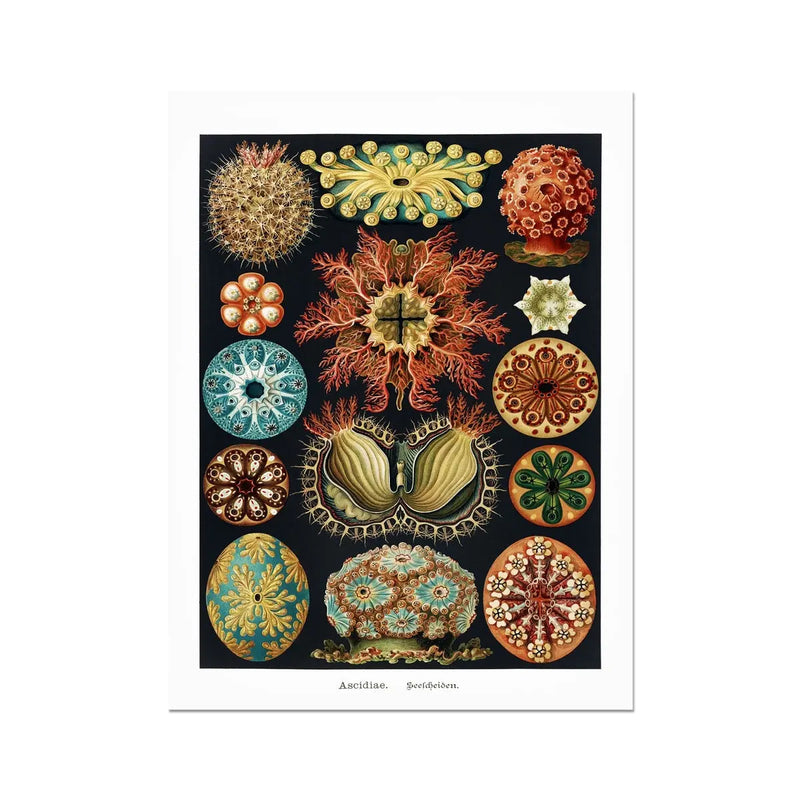 Sea Creatures (Black) - Unframed Print Wall Art 18.00 Beach House Art