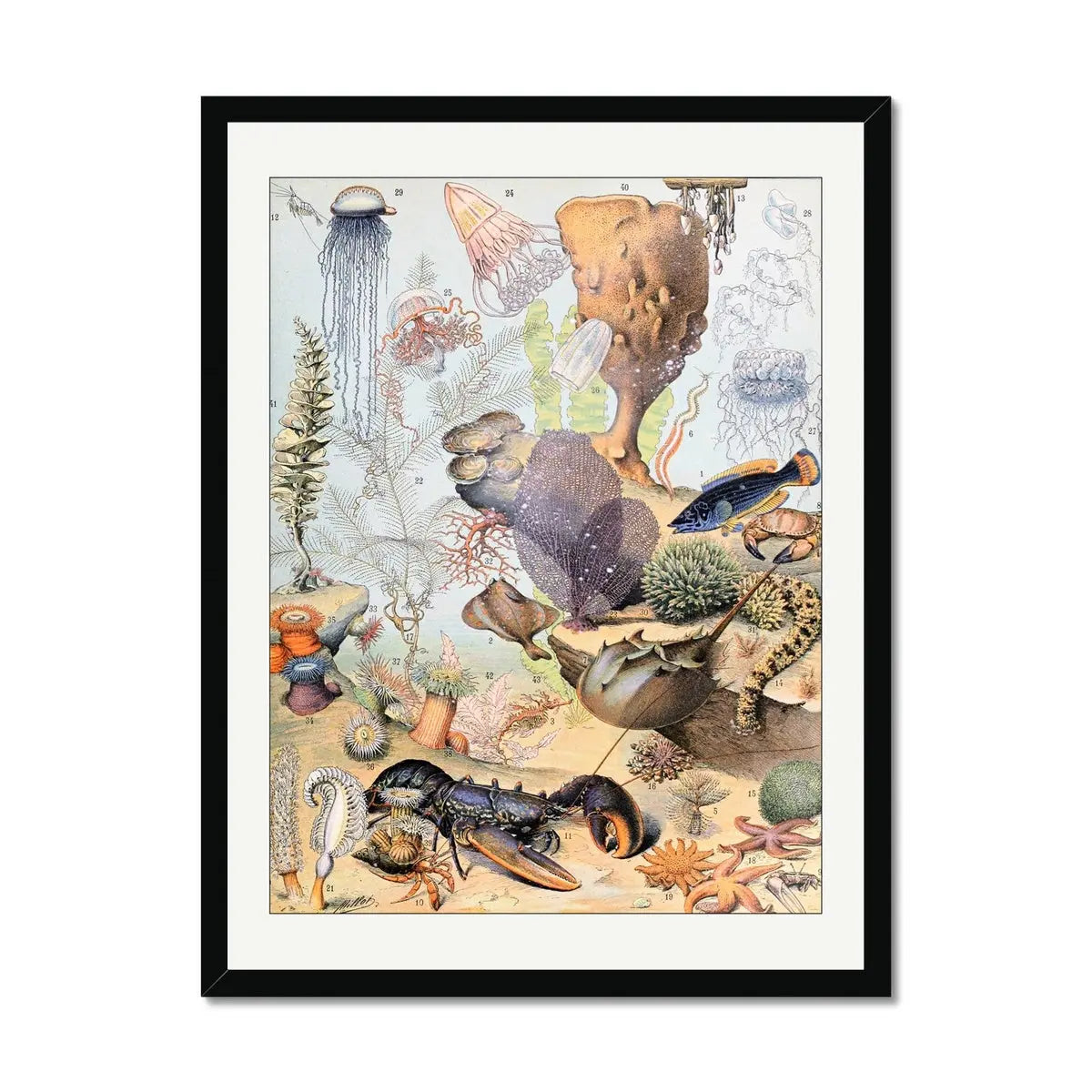 Sea Creatures (Coral) - Framed Print Wall Art 45.00 Beach House Art