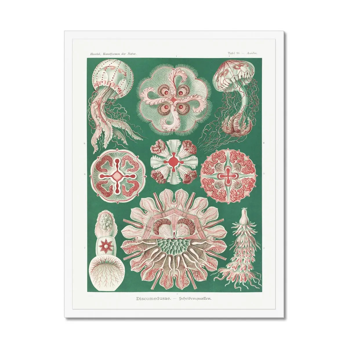 Sea Creatures (Green) - Framed Print Wall Art 45.00 Beach House Art