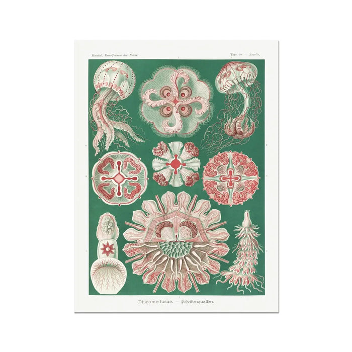 Sea Creatures (Green) - Unframed Print Wall Art 18.00 Beach House Art