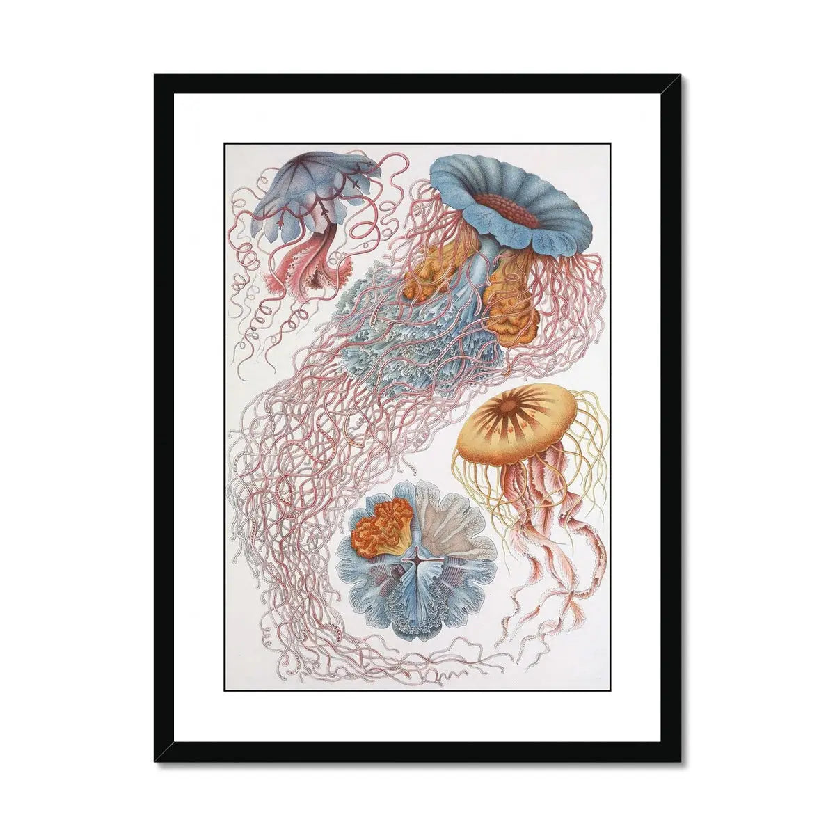 Sea Creatures (White) - Framed Print Wall Art 45.00 Beach House Art