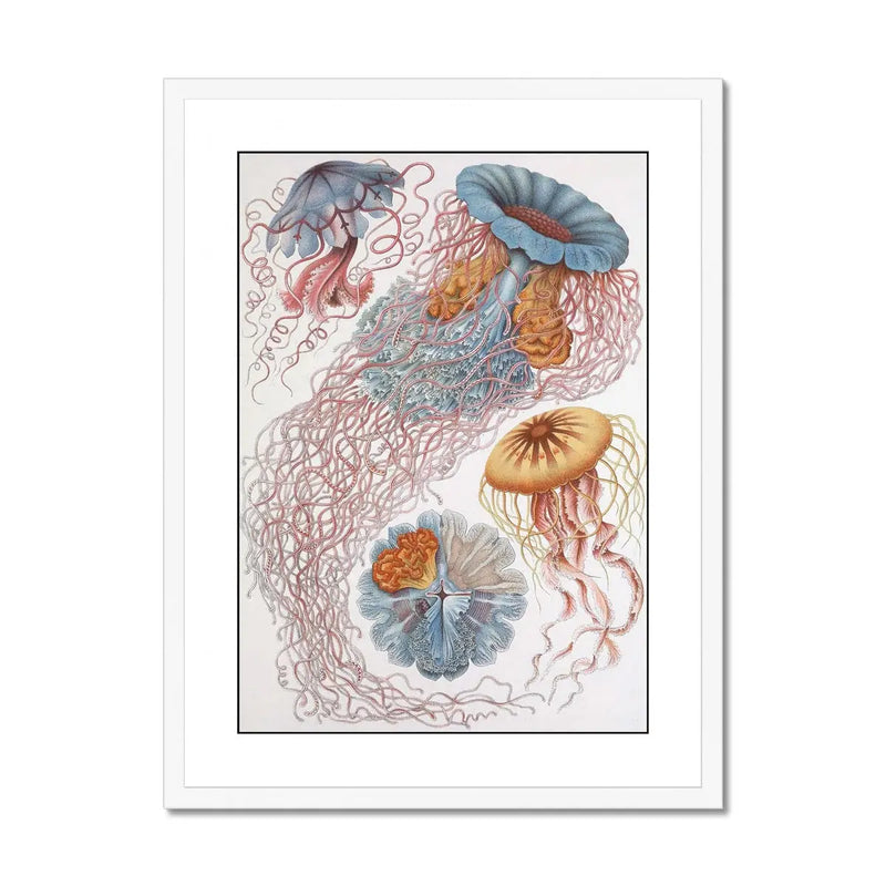 Sea Creatures (White) - Framed Print Wall Art 45.00 Beach House Art