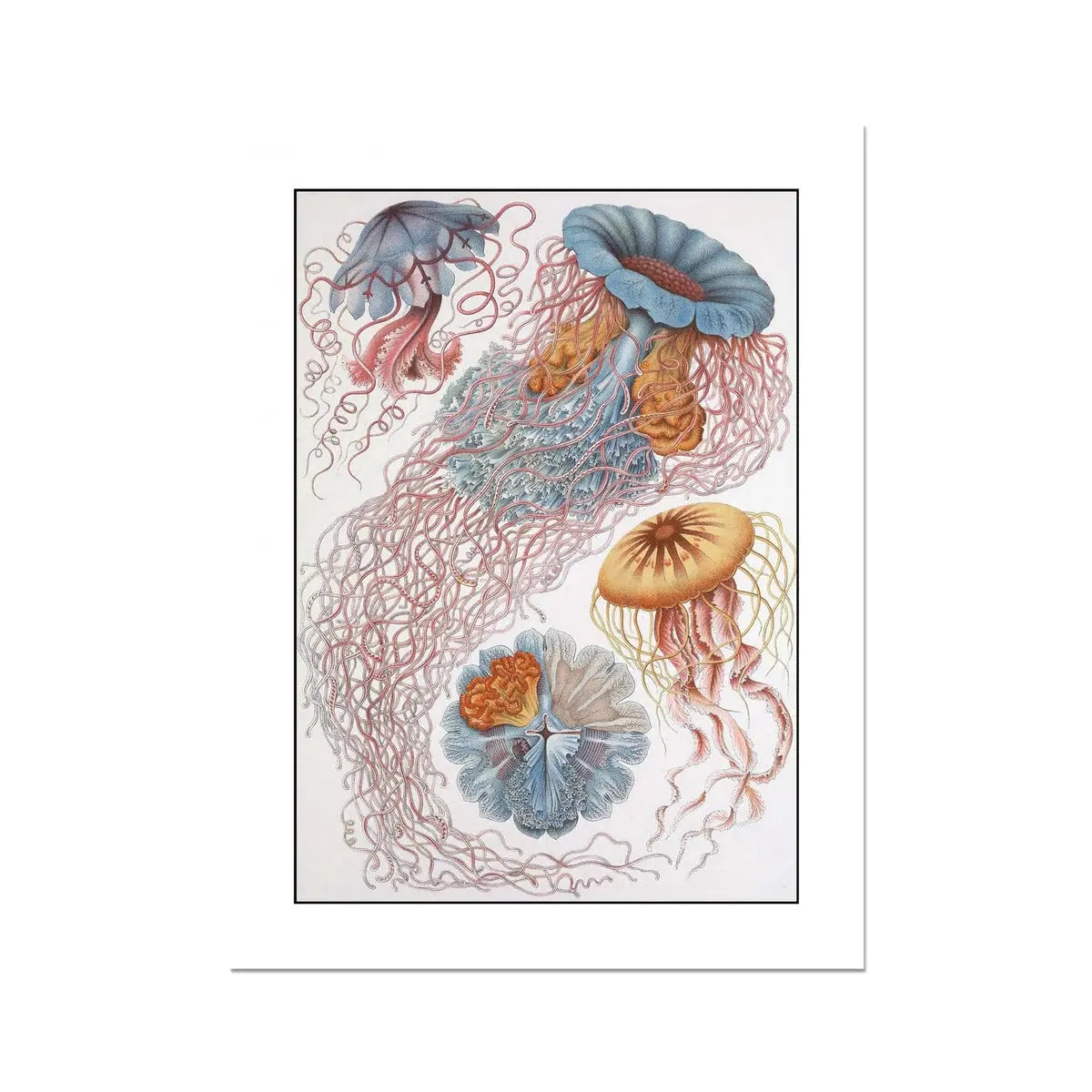 Sea Creatures (White) - Unframed Vintage Print Wall Art -  Beach House Art