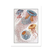 Sea Creatures (White) - Unframed Vintage Print Wall Art -  Beach House Art