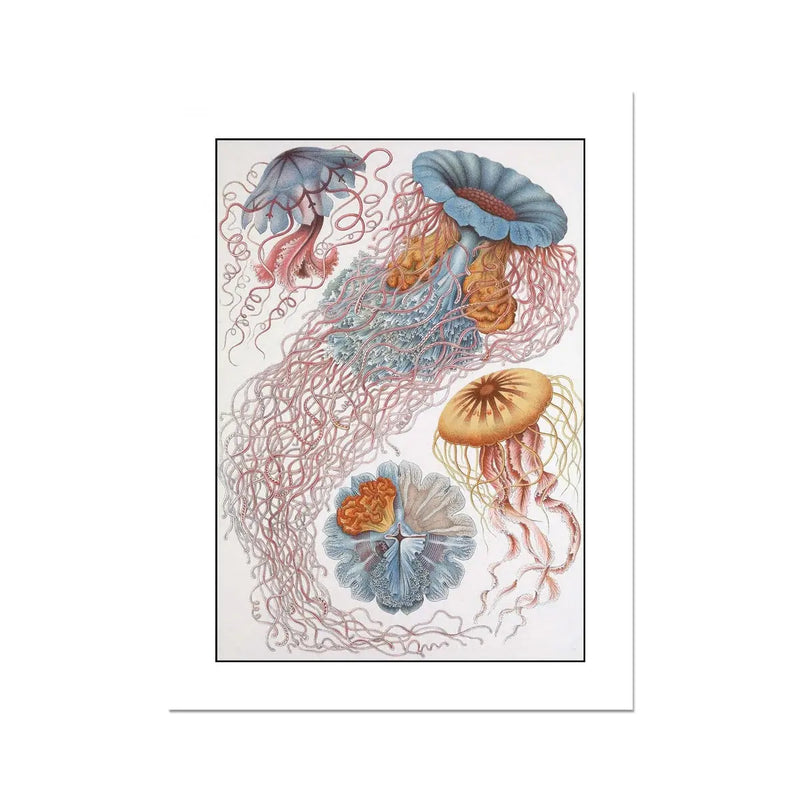 Sea Creatures (White) - Unframed Vintage Print Wall Art -  Beach House Art