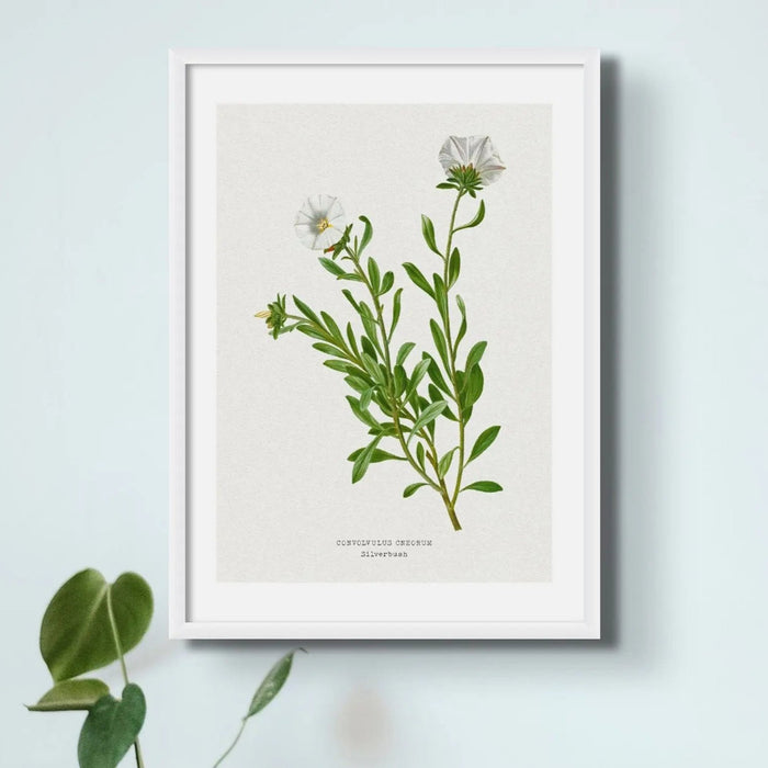 Silverbush Floral Painting | Vintage Flower Print | Botanical Art - Framed Wall Art