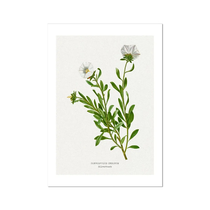 Silverbush | Vintage Flower Print | Botanical Art - Unframed Floral Art Print