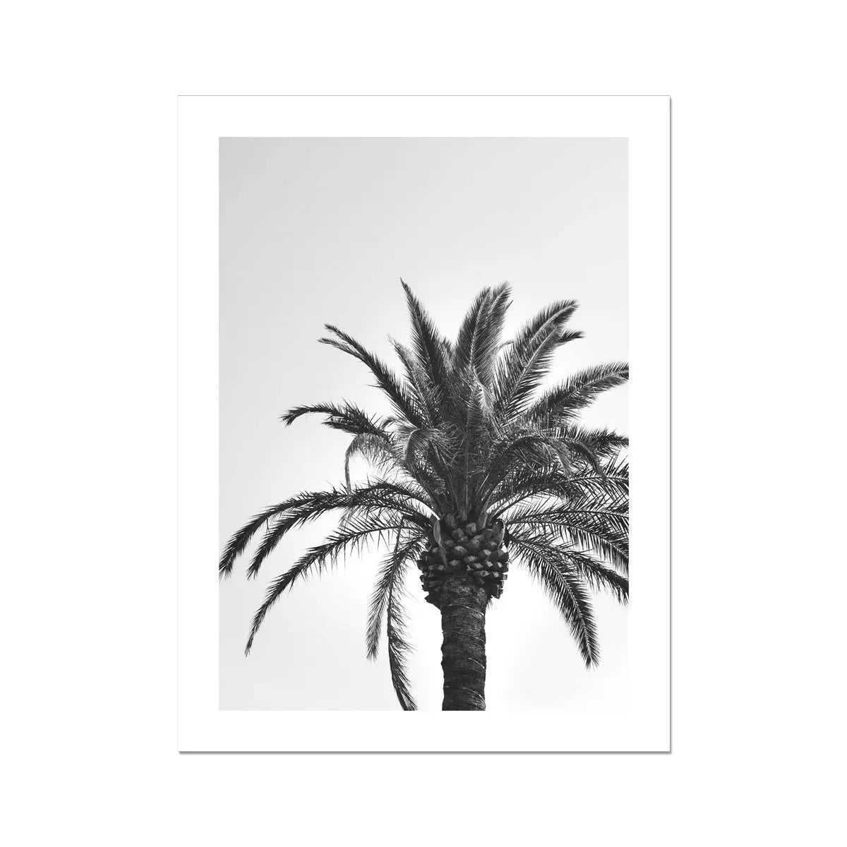 black & white photograph of a palm tree - Palm tree wall art - beach house art