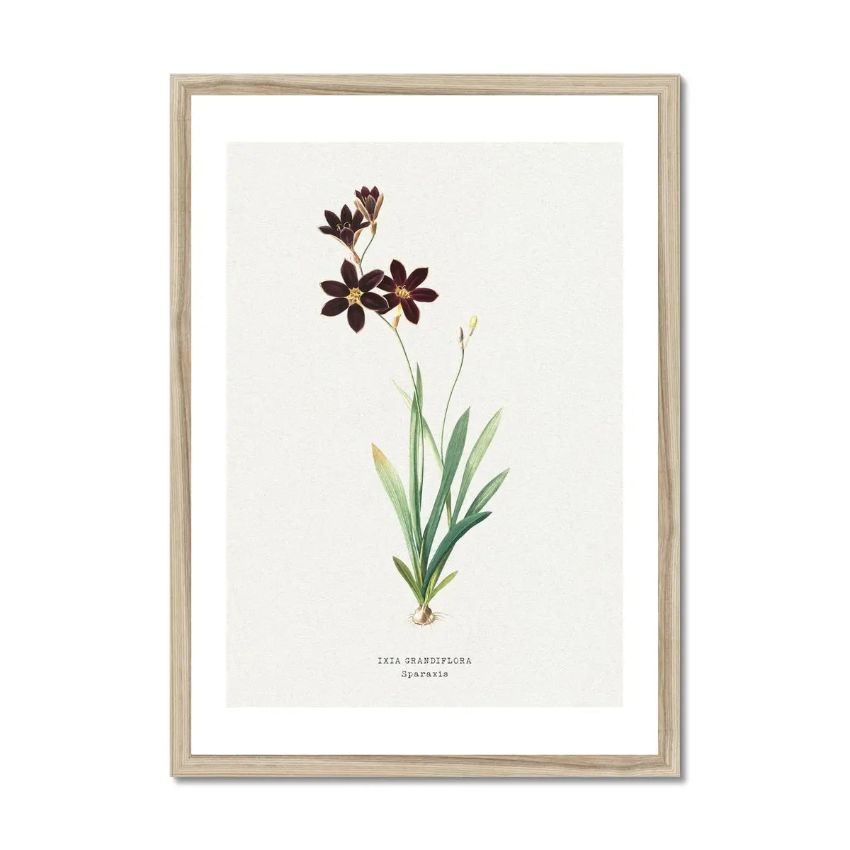 Sparaxis Flower Painting | Vintage Flower Print | Botanical Art - Framed Floral Wall Art