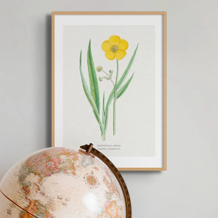 Spearwort Floral Art Print | Vintage Flower Print | Botanical Art - Unframed Print