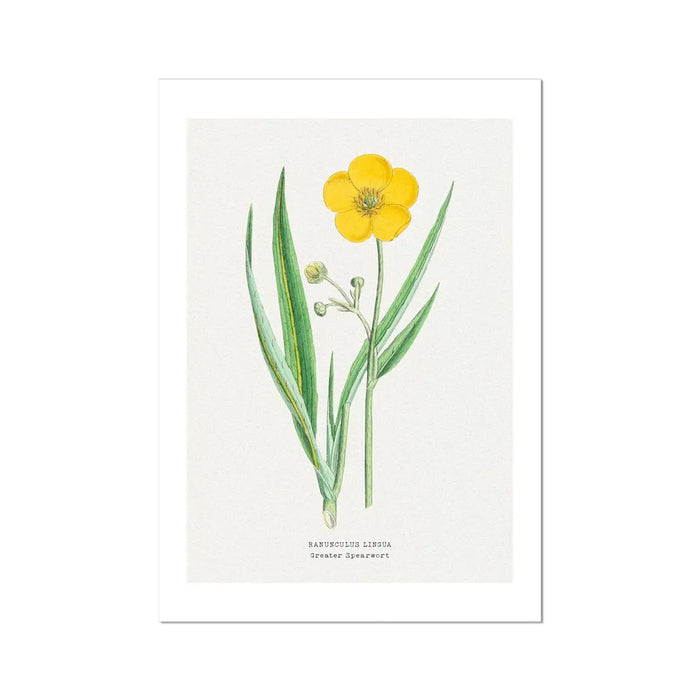 Spearwort Floral Art Print | Vintage Flower Print | Botanical Art - Unframed Print