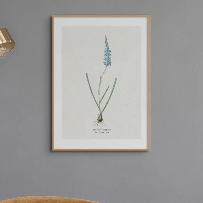 Turquoise Ixia | Vintage Flower Print | Botanical Art - Unframed floral art print