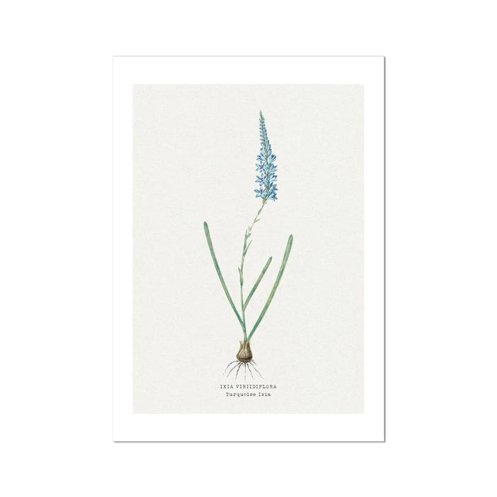 Turquoise Ixia | Vintage Flower Print | Botanical Art - Unframed floral art print