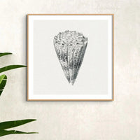 Vintage Cone Shell Art Print | Shell Wall Print - Unframed Wall Art 