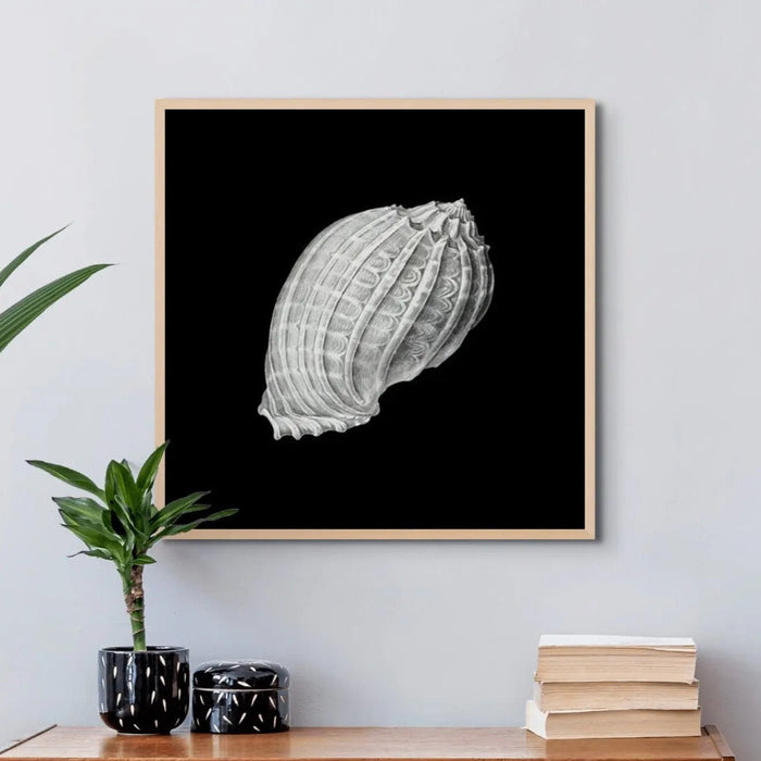 Vintage Harpa Shell Print | Black & White Art | Shell Art Print - Unframed Wall Art