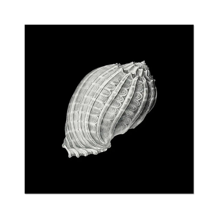 Vintage Harpa Shell Print | Black & White Art | Shell Art Print - Unframed Wall Art