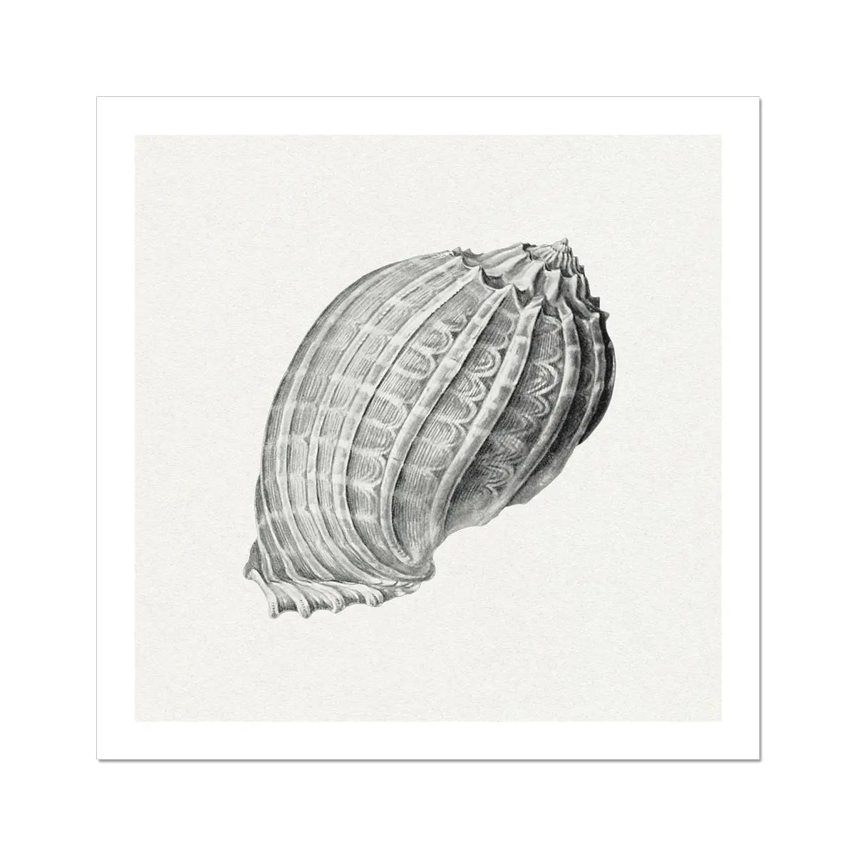 Vintage Harpa Shell Art Print | Shell Art Print - Unframed Wall Art