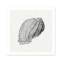 Vintage Harpa Shell Art Print | Shell Art Print - Unframed Wall Art