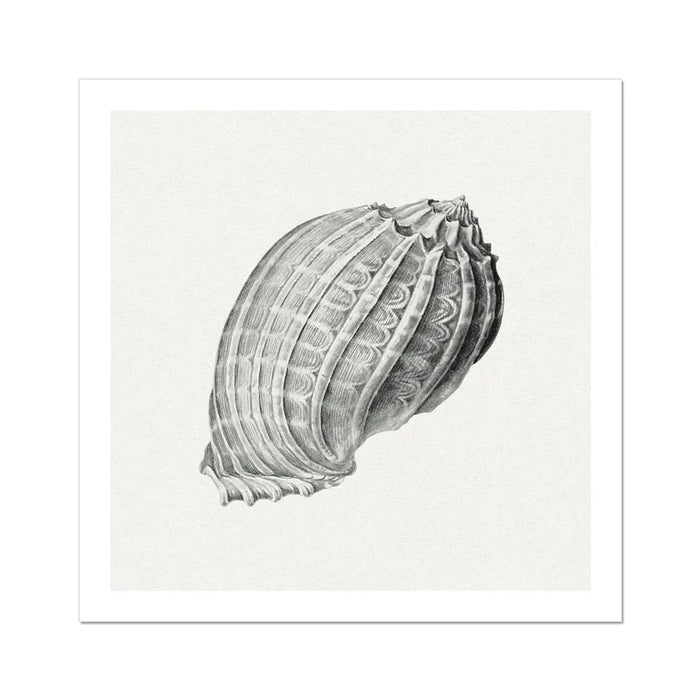 Vintage Harpa Shell Art Print | Shell Art Print - Unframed Wall Art