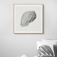 Vintage Harpa Shell Art Print | Shell Art Print - Unframed Wall Art