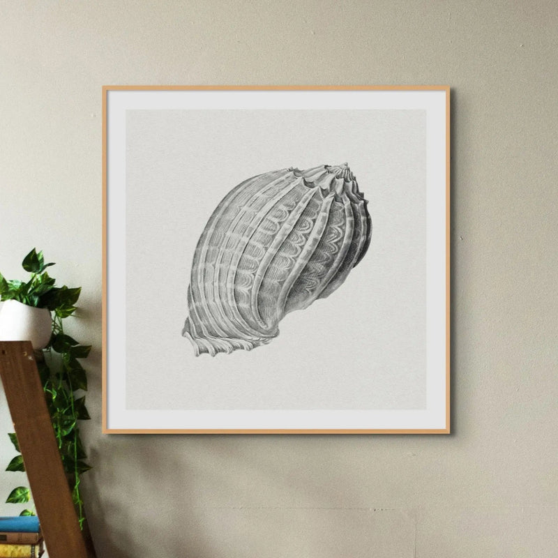 Vintage Harpa Shell Art Print | Shell Art Print - Unframed Wall Art