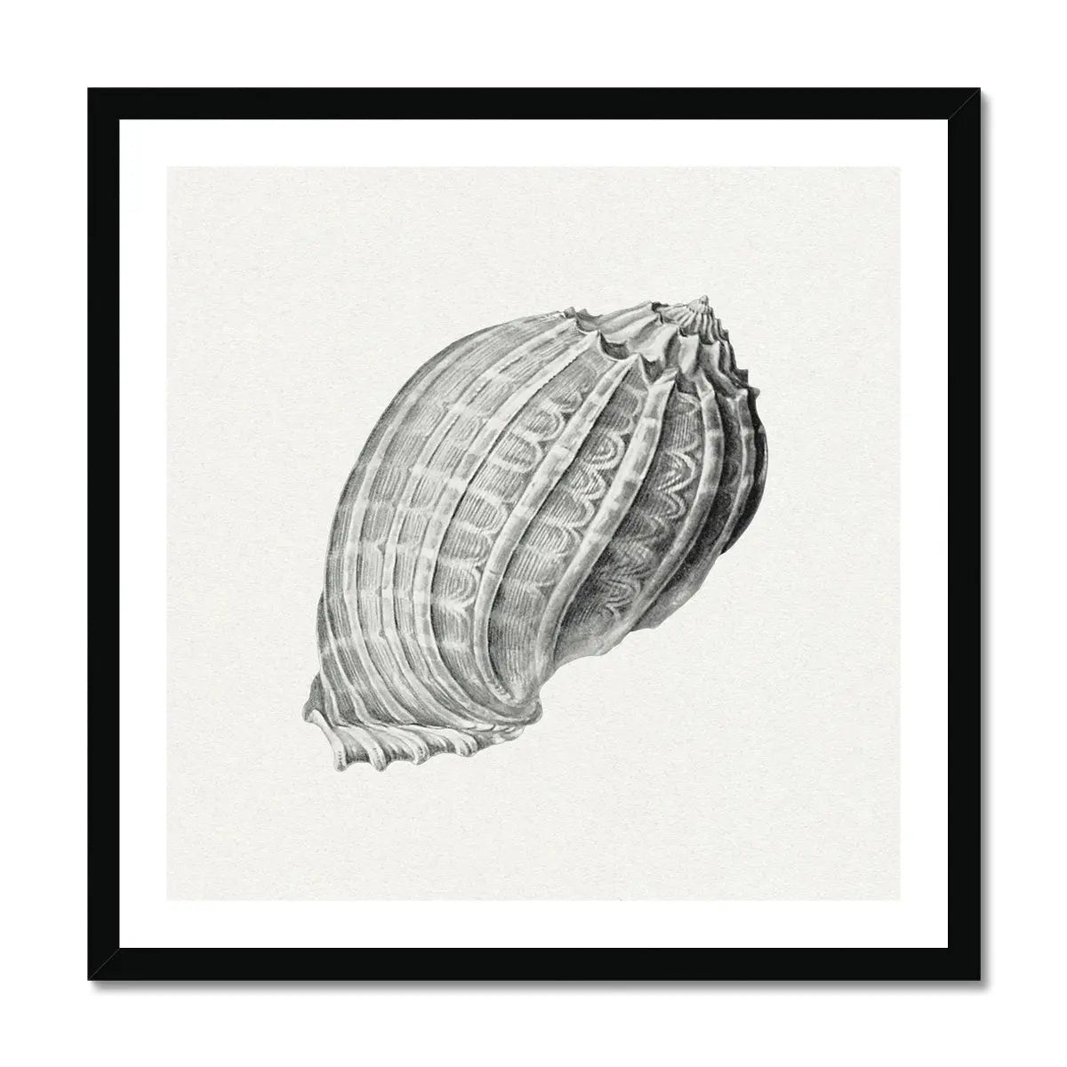 Vintage Harpa Shell Art Print | Shell Wall Print - Framed Art Print