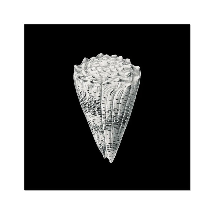 Vintage Cone Shell Print | Black & White Art Print | Shell Art Print - Unframed Wall Art