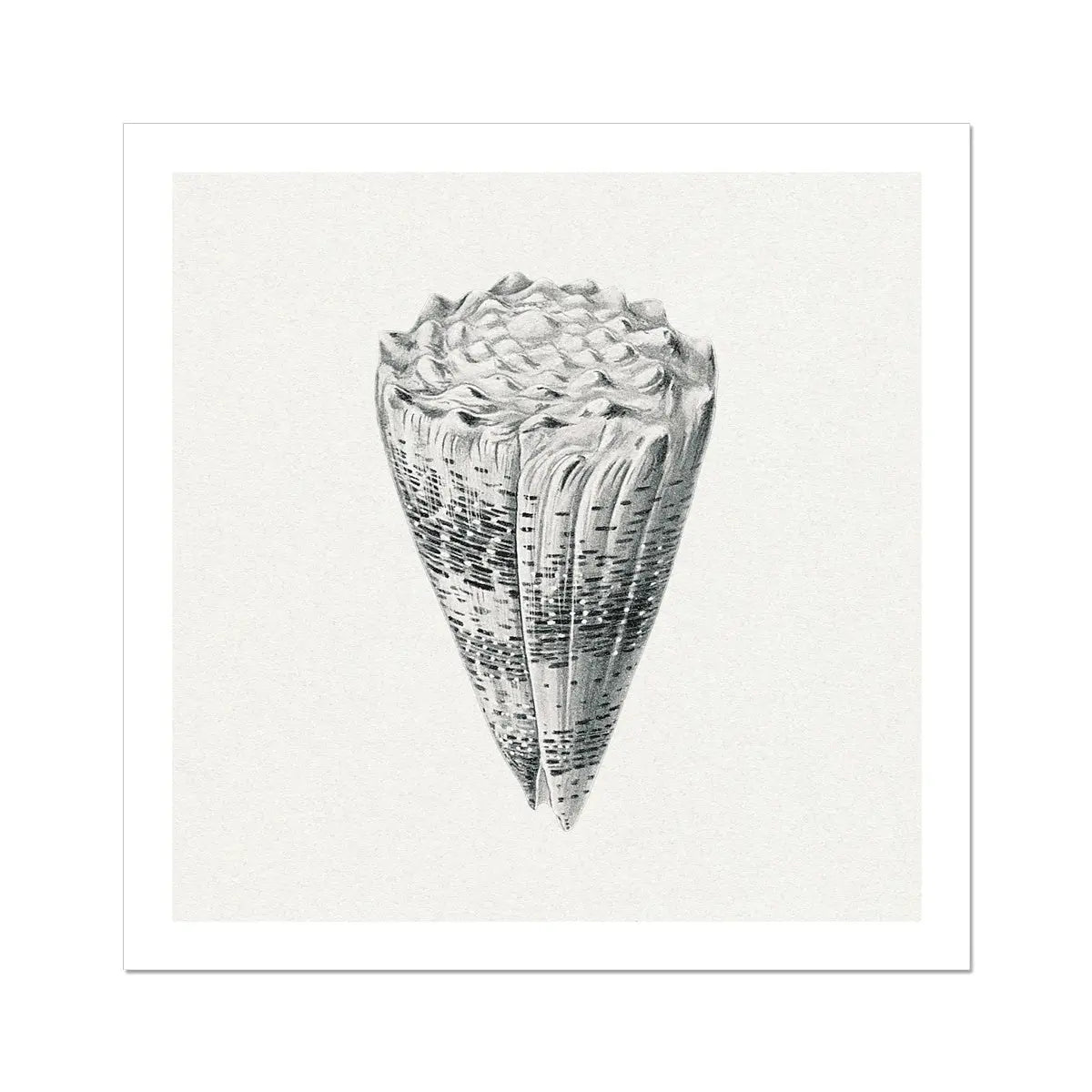 Vintage Cone Shell Art Print | Shell Wall Print - Unframed Wall Art 