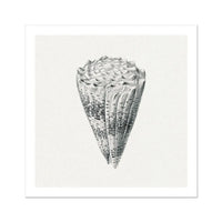 Vintage Cone Shell Art Print | Shell Wall Print - Unframed Wall Art 