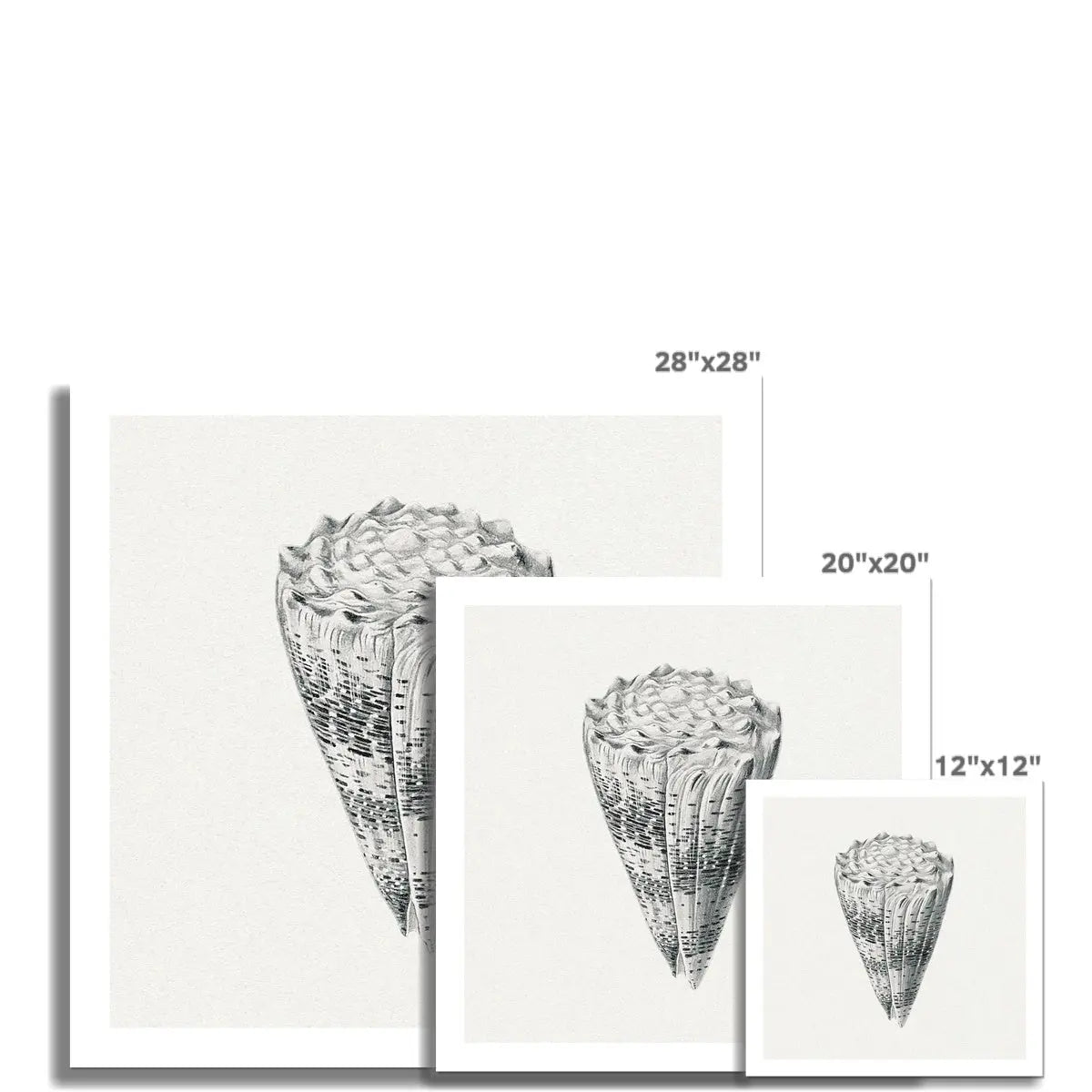 Vintage Cone Shell Art Print | Shell Wall Print - Unframed Wall Art 