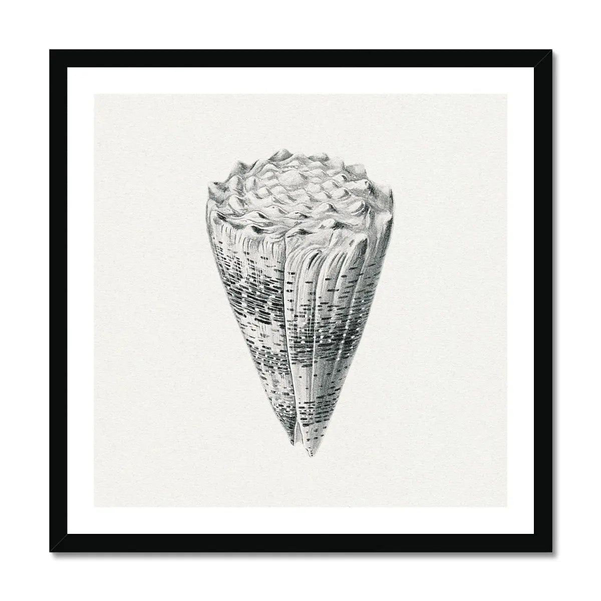 Vintage Cone Shell Art Print | Shell Art Print - Framed Wall Art